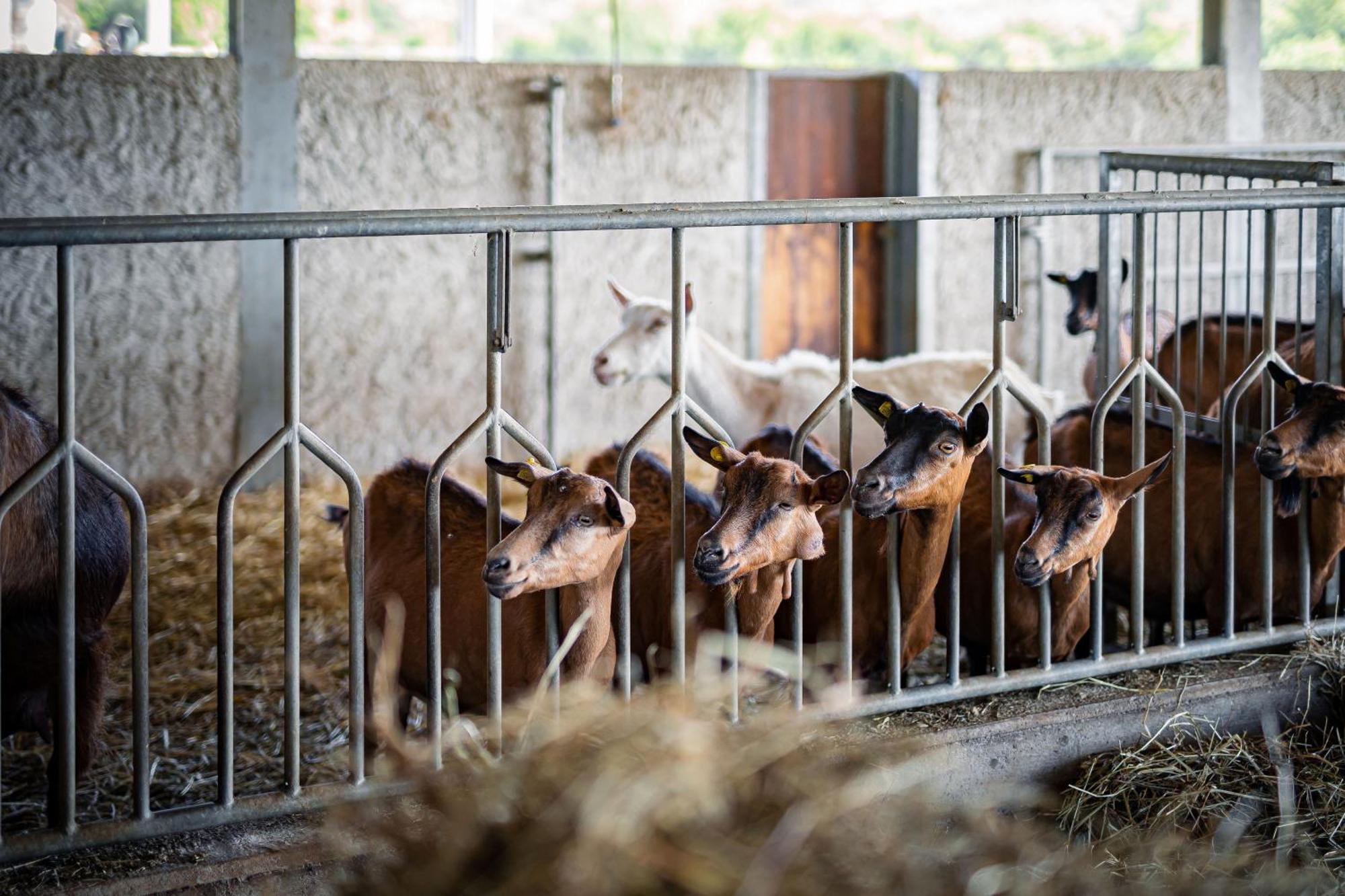 Agriturismo La Petrosa Ceraso Eksteriør billede